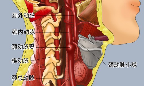 海参功效和作用-海参的功效与作用及论文网海参的功效与作用及食用方法知识网站,分享海参花的功效与作用及食用方法大全