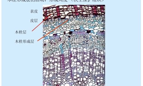海参的功效与作用及论文网海参的功效与作用及食用方法知识网站,分享海参花的功效与作用及食用方法大全